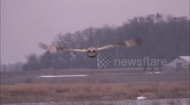 Two short-eared owls hunt in Minnesota marsh