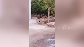 Lioness and cub spotted searching for water in residential area in western India