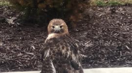 Injured Red-tailed hawk stares at driver who takes it to sanctuary