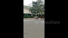 Wild animals roaming the street of India amid coronavirus lockdown