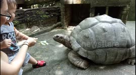 Adorable toddler terrified of Aldabra Giant Tortoise