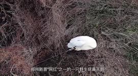 Chinese rescuers remove kite wire from swan's leg after photographers saw the bird attempting to remove it