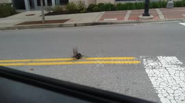 birds fighting in the street