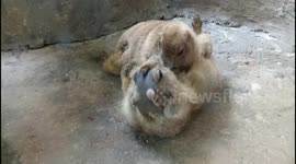 Adorable black tailed prairie dog loves tickling his mate