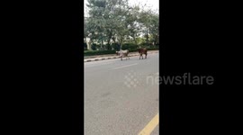 Wild animals roaming the street of India amid coronavirus lockdown