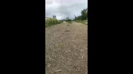 Puppies Explore The Garden