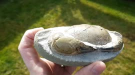 Man finds 12-million-year-old fossil then spends 10 hours to expose crab hidden in stone