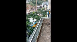 Guacamayas visitan mi ventana en Caracas