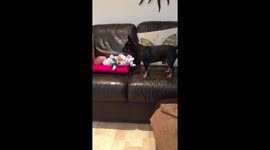 Dog meets new baby for the first time and begs him to play