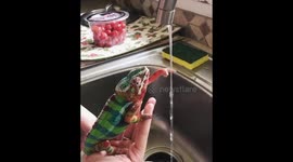 Pet chameleon shows how to wash hands during COVID-19 pandemic