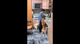 The Shiba dog wants to eat my mother's cooking