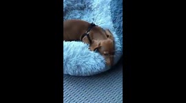 When your dog loves his bed more than you