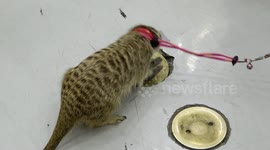 Meerkat wants to burrow into the floor at a pet show in Thailand