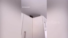This is the funny footage that shows an adorable cat crawling upside down on the kitchen ceiling