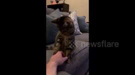 'Okay, enough' Finn the cat in Massachusetts is done with the cuddles and his human staying home
