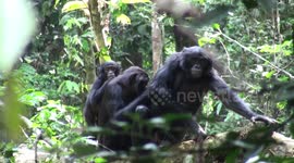 Bonobo family life in the rainforests of DRC