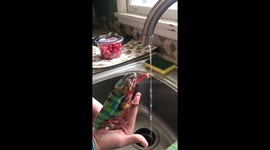 Funny viral video shows pet chameleon in Kentucky washing hands during COVID pandemic