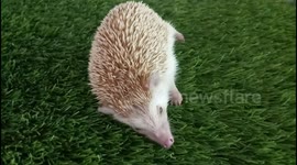 Hedgehog relaxed and peacefully lying on carpet