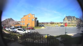 Herd of wild deer runs across residential Maryland street in rare stampede