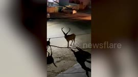 Enchanting footage shows deers exploring Indian streets during coronavirus lockdown