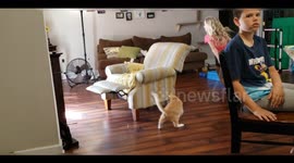 Cat Olympics Quarantine Style