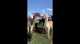 Curious baby alpaca stares at camera