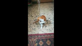 How To Entertain Your Kitty