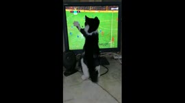 Cat Reactions With Liverpool Match