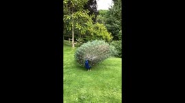 Peacock opening its tail