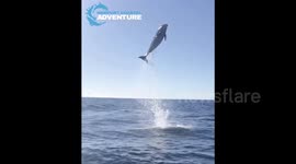 Excited Bottlenose Dolphin Leaps 20ft in the Air