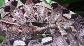 Superbly patterned snake, Rhinoceros viper Bitis nasicornis, lurks beside a trail before slowly sliding away in the rainforests of Gabon.