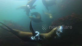 Sea lions off California coast curious to see scuba diver