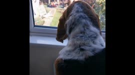 Funny dog going crazy for a cat invading it's garden
