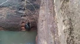 Honey badger accidentally falls into well, hauled out by locals after marathon rescue operation in eastern India