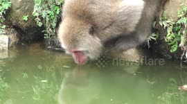 Wild Japanese macaques drink from rock pool while seemingly watching their reflection.