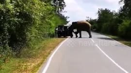 Panic as wild elephant raids vehicle in search of food in Sri Lanka