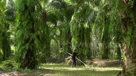 Processing of palm oil at plantation in Thailand