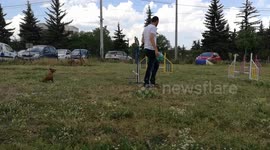 Miniature pinscher on dog agility training