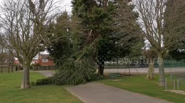 Tree falls down and blocks path in Cleethorpes, UK