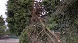 Tree falls down during storm and blocks path, Cleethorpes, UK
