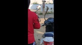 Deadly cobra found hiding inside headlights of motorscooter