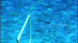 Diving in sharks bay oasis