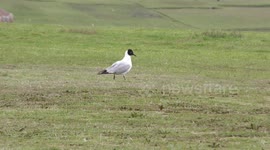 Bird walking in a green grass