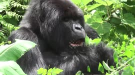 Silverback mountain gorilla settles down for a mixed salad in Volcanoes National Park, Rwanda