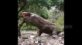 Terrifying footage of a giant Komodo dragon biting tree branch