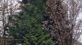 Snowfall in Maccelsfield marks start of British Summer Time