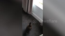 UK family awake to find their cat has dragged live DUCK through cat flap