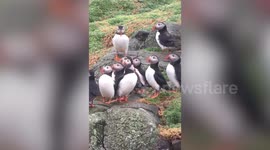 Nearly 100,000 puffins have returned to their small UK home to breed