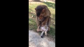 Pet cat is groomed by monkey best friend in Malaysia