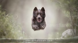 These stunning shots show dogs in mid-flight in Italian woods